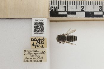 Media type: image;   Entomology 790992 Aspect: Labels